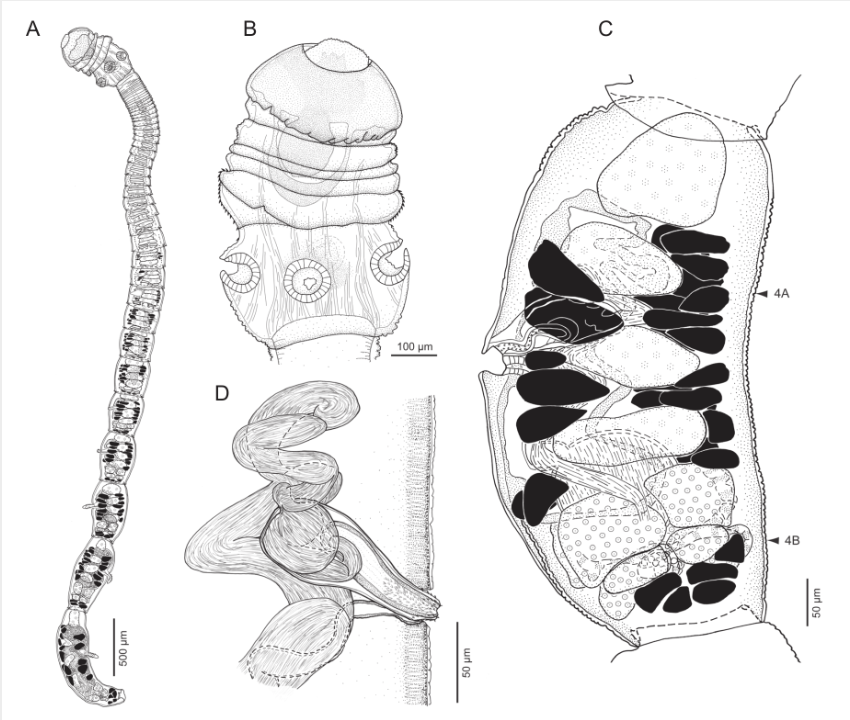 Publications | Russell Symbiosis Lab